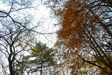 Autumn trees and colors in the park