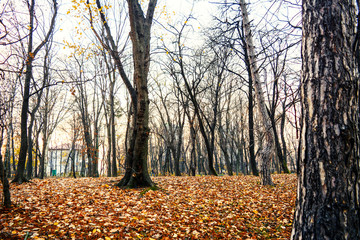 Autumn forest in the park Herastrau, in Bucharest, Romania