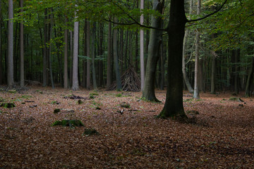 A look into the forest, a wigwam is spotted