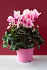 pink cyclamen close up