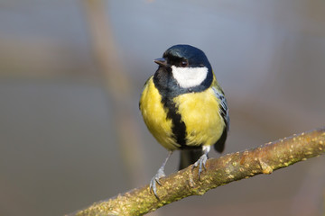 Fototapeta premium Kohlmeise (Parus major) im Naturschutzgebiet Mönchbruch bei Frankfurt, Deutschland.