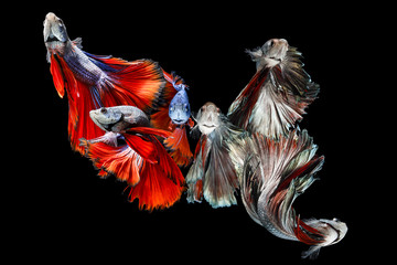 Colorful Siamese Fighting Fish