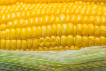 corn close-up