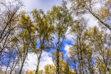 Obraz premium Blue sky in autumn Park