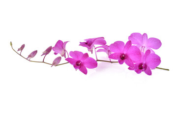Naklejka na ściany i meble beautiful purple Phalaenopsis orchid flowers, isolated on white background