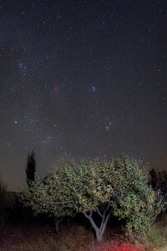Forest under the Starry sky