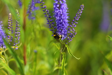 nature, flowers, tower, moon, sky, field, cow, family. village, berries, apples, insects, a dog, a bullet, a French bulldog