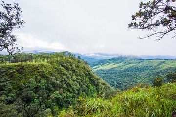 beautiful forest in the dusk