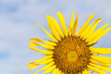 Naklejka premium sunflower close-up