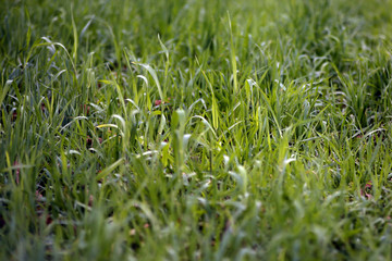 green grass background