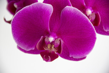 pink phalaenopsis orchid flowers close-up on a white background