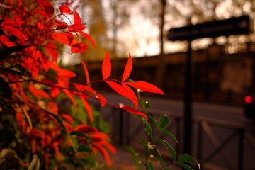 Automne à Paris, France