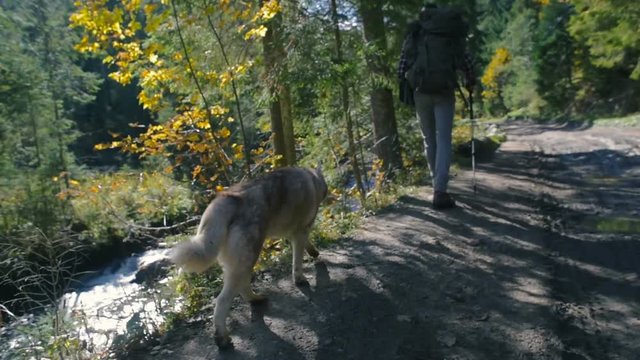 male with backpack and siberian husky dog hiking in forest 