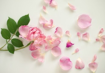 Fototapeta na wymiar 散ったバラの花びら、白背景、バックグラウンド、背景素材
