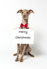 Italian Greyhound Piccolo dog portrait