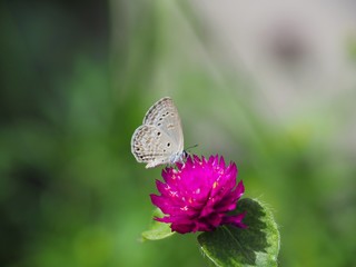 Beautiful butterfly Sucking on sweet and sour flowers and sunshine, blurry background and space for text or symbol with natural beauty conception, cute, gentle, refreshing, warm, summertime