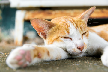 The yellow cat is sleeping on the floor