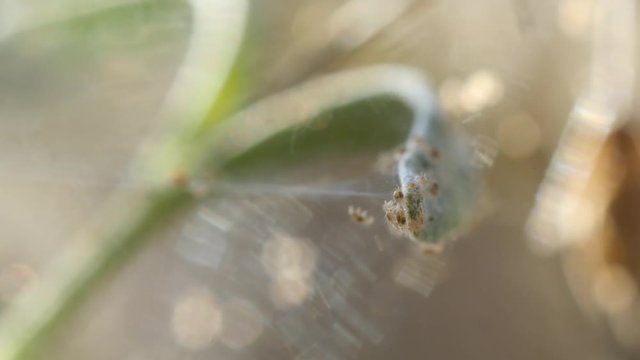 Two-spotted spider mites infested lavender