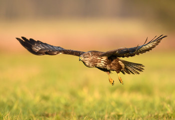 Common buzzard (Buteo buteo)