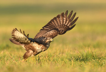 Common buzzard (Buteo buteo)