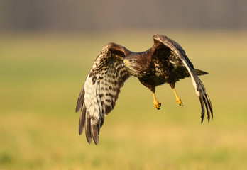 Common buzzard (Buteo buteo)