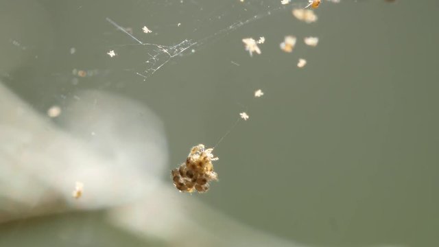 Closeup of two-spotted spider mites on a silk thread