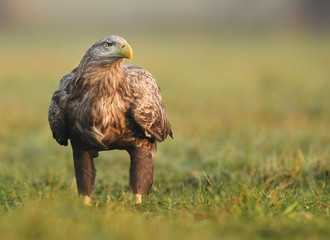 White tailed Eagle (Haliaeetus albicilla)