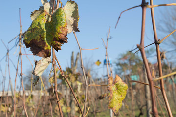 At the end of the season & after grape picking the vine leaves begin to yellow