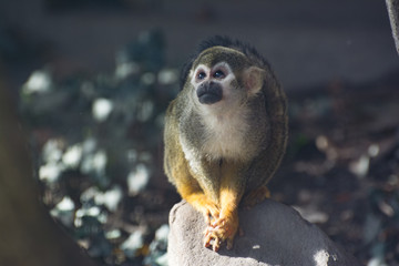 Contemplative Monkey