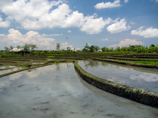 Fototapeta na wymiar Green rice fields on Bali island. November, 2017