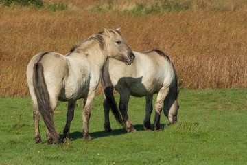 Obraz na płótnie Canvas photo of two Konik wild horses in the sunshine