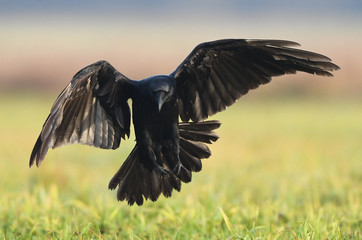 Raven (Corvus corax)