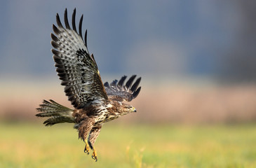 Common buzzard (Buteo buteo)