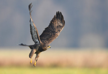 Common buzzard (Buteo buteo)