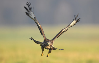 Fototapeta na wymiar Common buzzard (Buteo buteo)