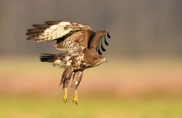 Common buzzard (Buteo buteo)