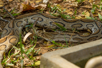 photo of a Boa constrictor snake resting in the shade