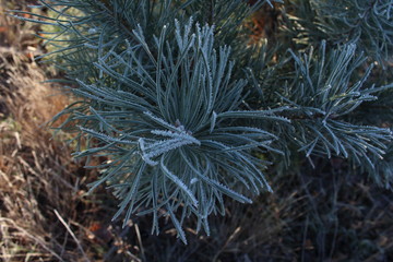 A branch of pine with needles covered with hoarfrost.