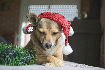 Cute small dog with a christmas hat and decoration indoor