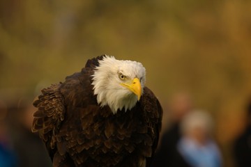 Mean looking American bald eagle.