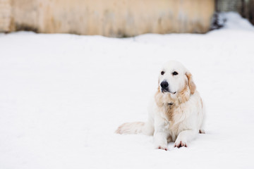 Beautiful Retriever beige color in the snow