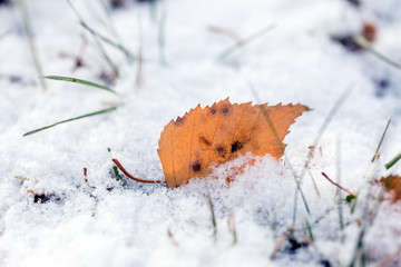 the autumn background
