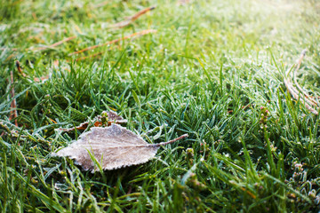 frosted leaves lying on a grass