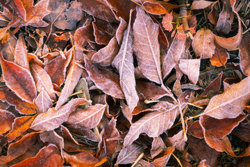 frosted leaves lying on a grass