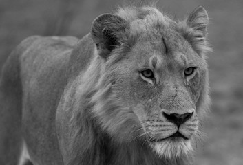 Obraz na płótnie Canvas Lion in South Africa