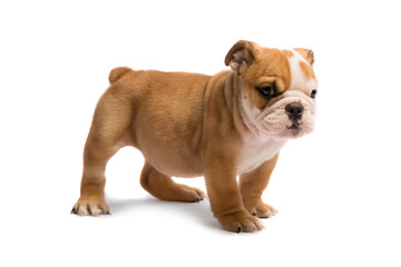 Cute puppy of English Bulldog isolated on white background