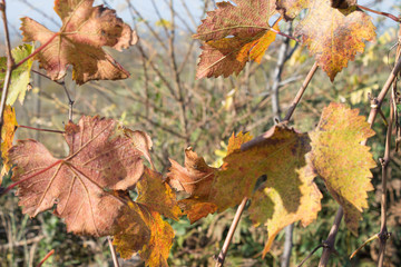 A closeup of grape leaves turning yellow and reds in the autumn