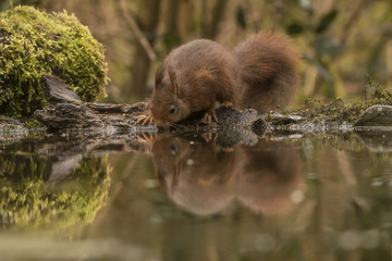 Squirrel, Red Squirrel