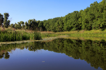 Fototapeta na wymiar Forest lake with aquatic vegetation.