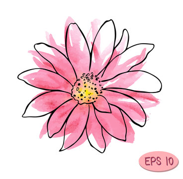 watercolor vector flower illustration, pink flower like daisy or chrysanthemum with plack contour